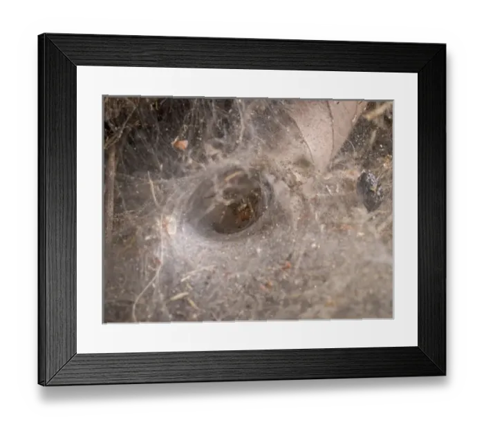 Framed Print : Funnel web and spider, Los Angeles, CA Framed Print : Funnel web and spider, Los Angeles, CA