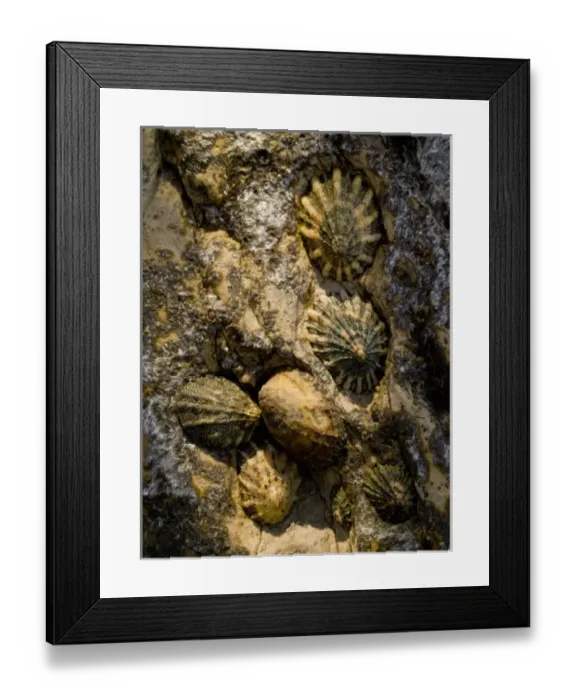 Framed Print : Limpets, Montana de Oro State Park, Los Osos, CA Framed Print : Limpets, Montana de Oro State Park, Los Osos, CA