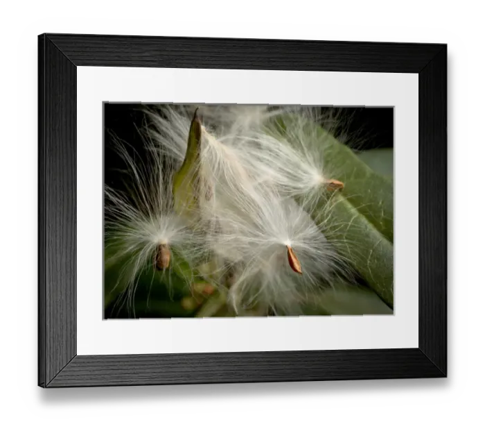 Framed Print : Milkweed seeds, CA Framed Print : Milkweed seeds, CA
