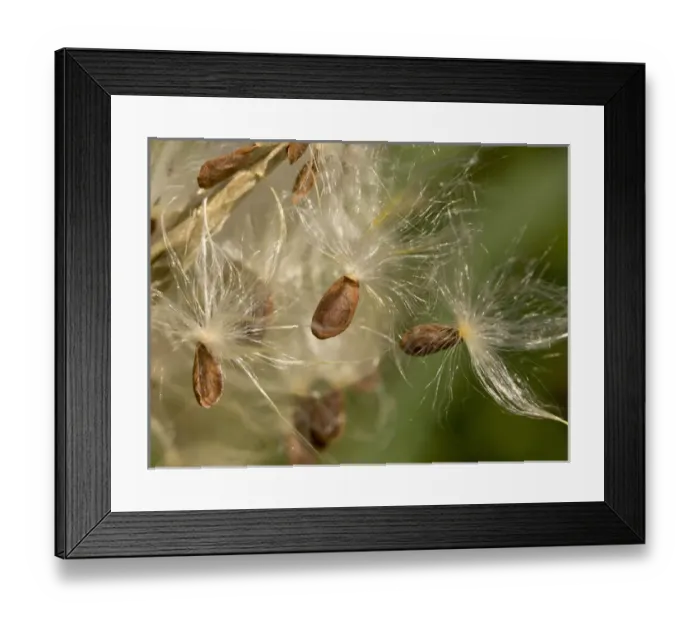 Framed Print : Milkweed seeds, native plants garden in Los Angeles, CA