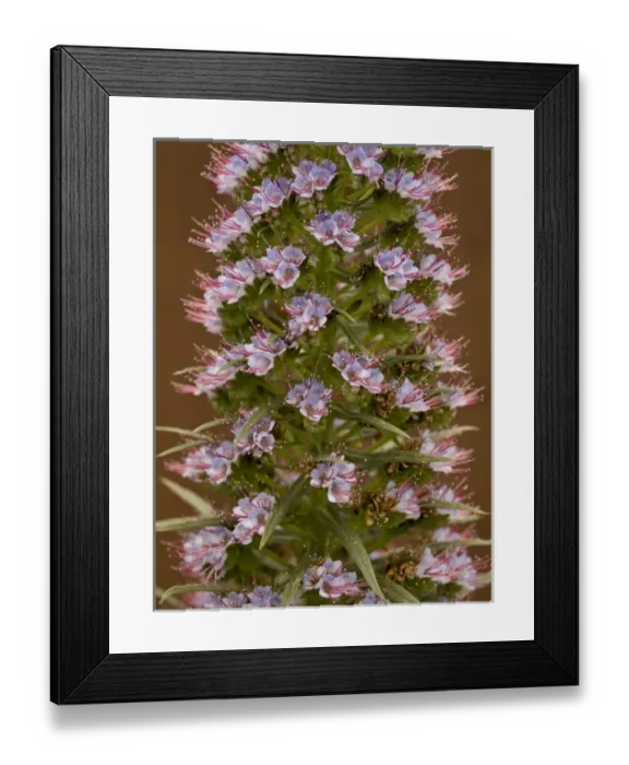 Framed Print : Pride of Madeira flowers, garden, Los Angeles, California