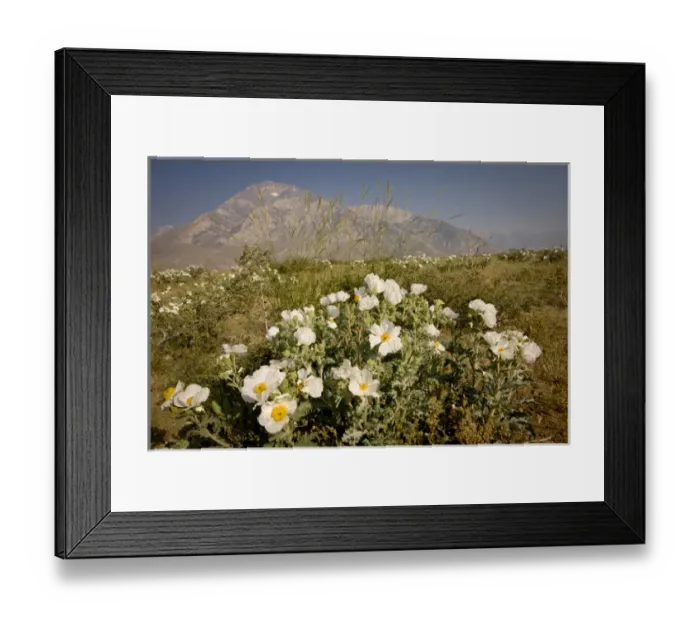 Framed Print : Prickly poppies, Eastern Sierras, Buttermilk Area, Bishop, California Framed Print : Prickly poppies, Eastern Sierras, Buttermilk Area, Bishop, California
