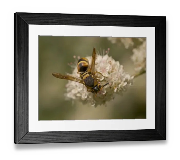 Framed Print : Wasp, garden insects, native plants garden, Los Angeles, CA Framed Print : Wasp, garden insects, native plants garden, Los Angeles, CA