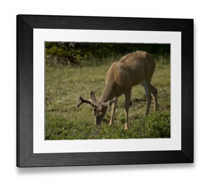 Framed Print : Young mule deer bucks grazing near Tuolumne River, Yosemite National Park, California Framed Print : Young mule deer bucks grazing near Tuolumne River, Yosemite National Park, California
