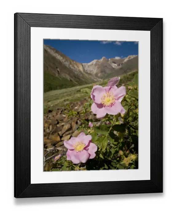 Framed Print : Wild rose, McGee Creek area, Eastern Sierras, California Framed Print : Wild rose, McGee Creek area, Eastern Sierras, California