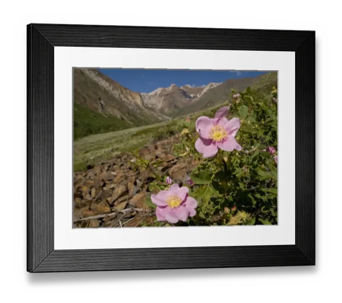 Framed Print : Wild rose, McGee Creek area, Eastern Sierras, California Framed Print : Wild rose, McGee Creek area, Eastern Sierras, California