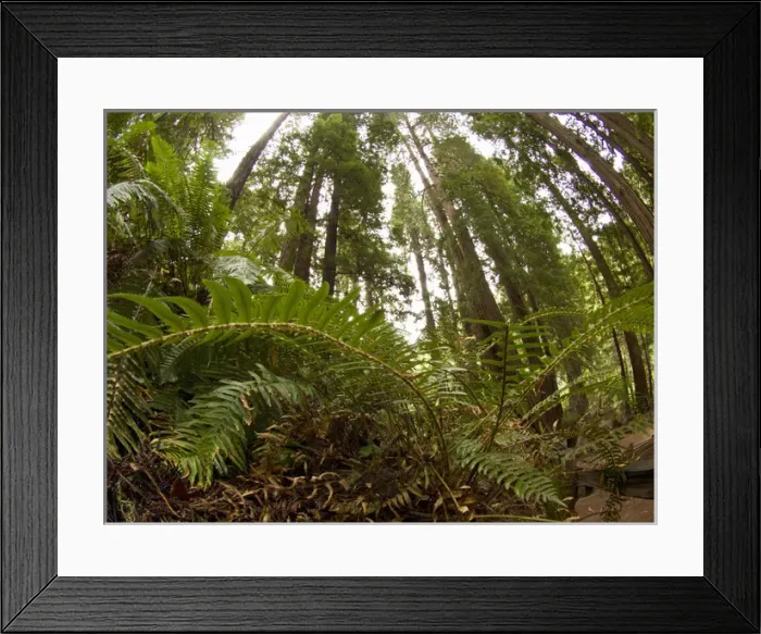 Framed Print : Sword fern, Muir Woods National Monument, Northern California Framed Print : Sword fern, Muir Woods National Monument, Northern California