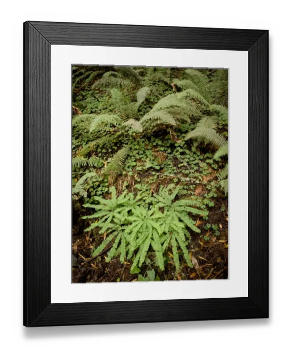 Framed Print : Sword ferns and maidenhari ferns with wood sorrel, Muir Woods National Monument Framed Print : Sword ferns and maidenhari ferns with wood sorrel, Muir Woods National Monument