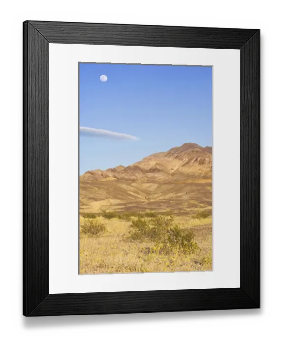 Framed Print : USA, CA, Full Moon Rising Over Desert Gold Blooming in Death Valley NP Framed Print : USA, CA, Full Moon Rising Over Desert Gold Blooming in Death Valley NP
