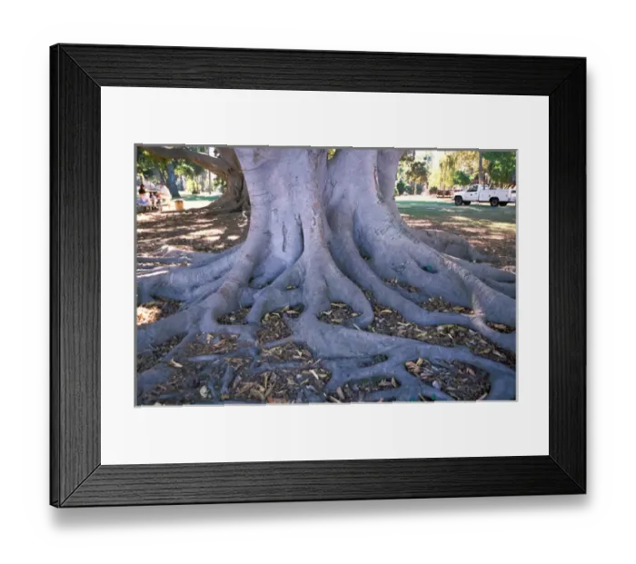 Framed Print : USA, California, Santa Barbara, tree roots in local park