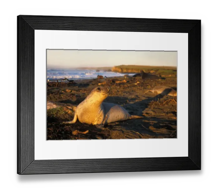 Framed Print : northern elephant seal, Mirounga angustirostris, on the beach at sunrise with cows and bulls