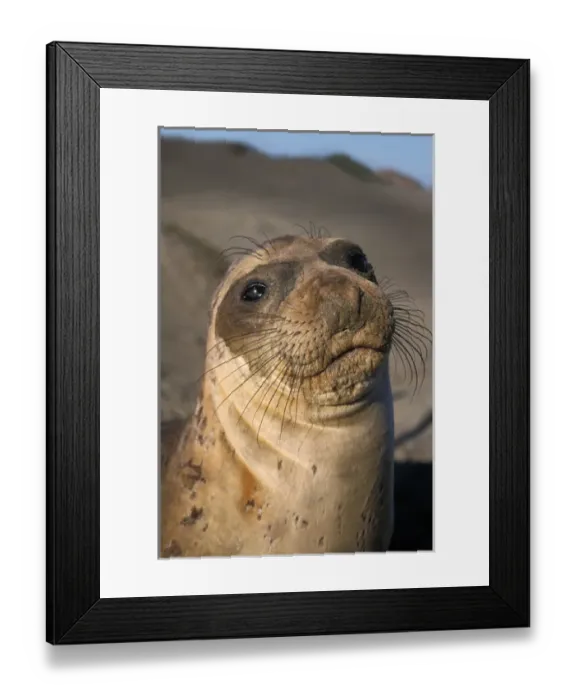 Framed Print : northern elephant seal, Mirounga angustirostris, San Simeon, northern California (E