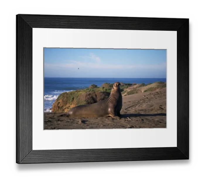 Framed Print : northern elephant seal, Mirounga angustirostris, bull calling on a sand dune, San Simeon Framed Print : northern elephant seal, Mirounga angustirostris, bull calling on a sand dune, San Simeon