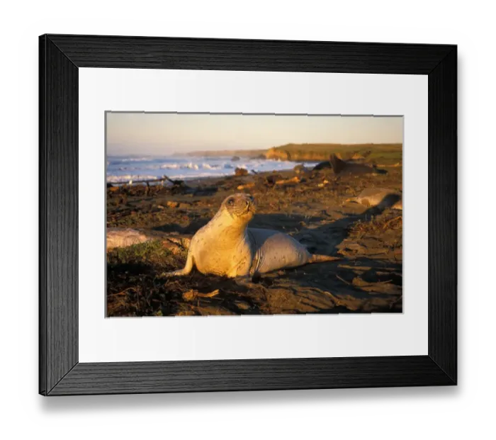 Framed Print : northern elephant seal, Mirounga angustirostris, yearling at sunrise along the Pacific coast Framed Print : northern elephant seal, Mirounga angustirostris, yearling at sunrise along the Pacific coast