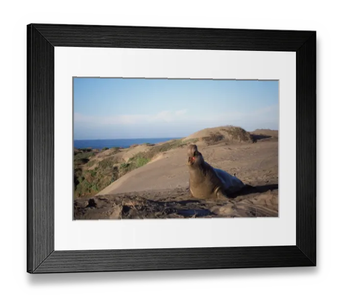Framed Print : northern elephant seal, Mirounga angustirostris, bull calls from a sand dune, San Simeon