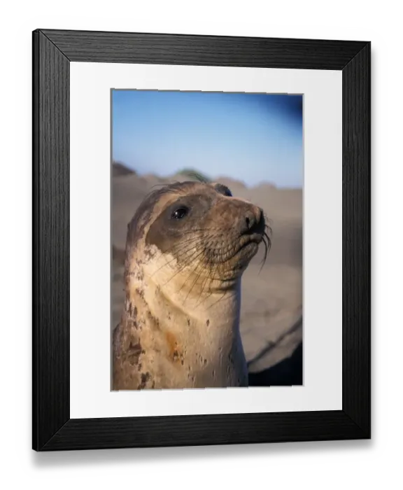 Framed Print : northern elephant seal, Mirounga angustirostris, yearling at sunrise on a sand dune Framed Print : northern elephant seal, Mirounga angustirostris, yearling at sunrise on a sand dune