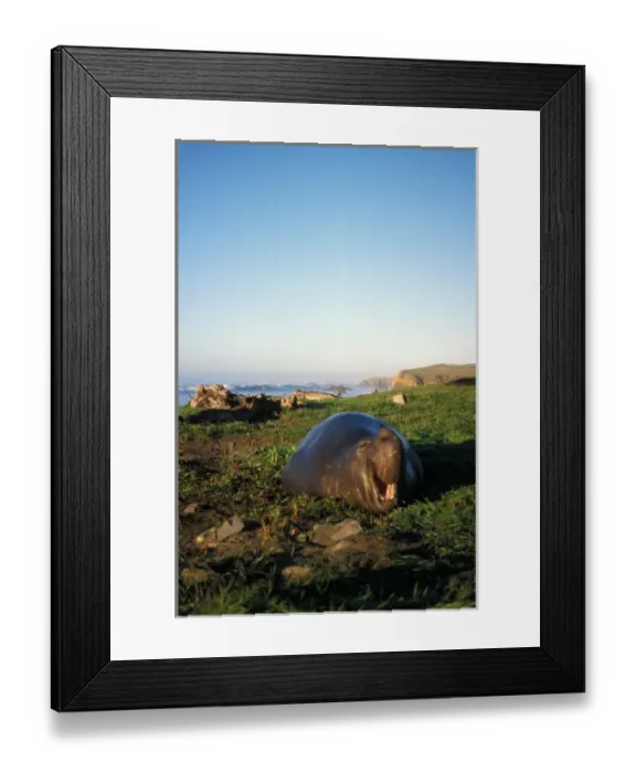 Framed Print : northern elephant seal, Mirounga angustirostris, bull at sunrise along the Pacific coast Framed Print : northern elephant seal, Mirounga angustirostris, bull at sunrise along the Pacific coast