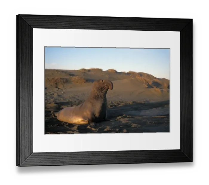 Framed Print : northern elephant seal, Mirounga angustirostris, bull at sunrise on a sand dune, San Simeon Framed Print : northern elephant seal, Mirounga angustirostris, bull at sunrise on a sand dune, San Simeon