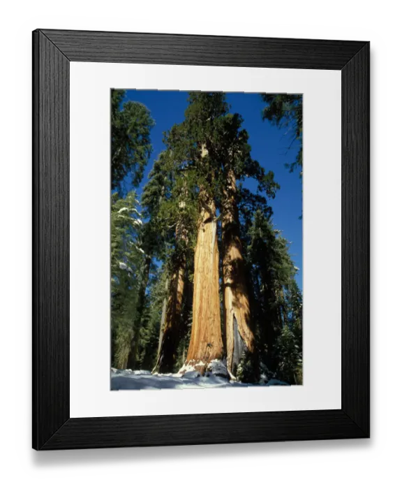 Framed Print : Stand of giant sequoia trees, Sequoia and Kings Canyon National Park, California Framed Print : Stand of giant sequoia trees, Sequoia and Kings Canyon National Park, California