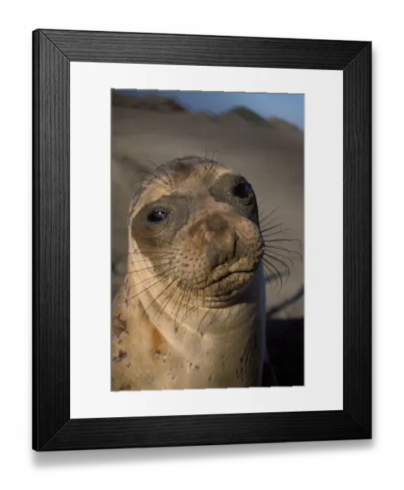 Framed Print : northern elephant seal, Mirounga angustirostris, yearling at sunrise on a sand dune