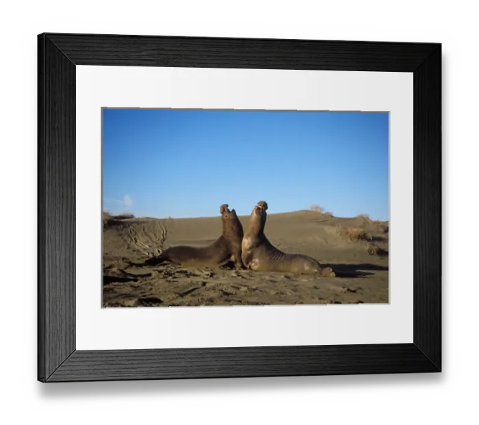 Framed Print : northern elephant seal, Mirounga angustirostris, two bulls fight on a sand dune at sunrise Framed Print : northern elephant seal, Mirounga angustirostris, two bulls fight on a sand dune at sunrise