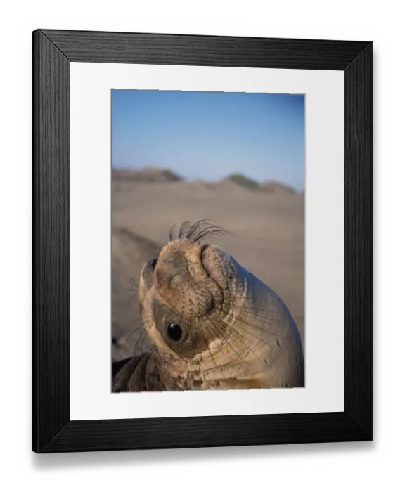 Framed Print : northern elephant seal, Mirounga angustirostris, yearling at sunrise on a sand dune Framed Print : northern elephant seal, Mirounga angustirostris, yearling at sunrise on a sand dune