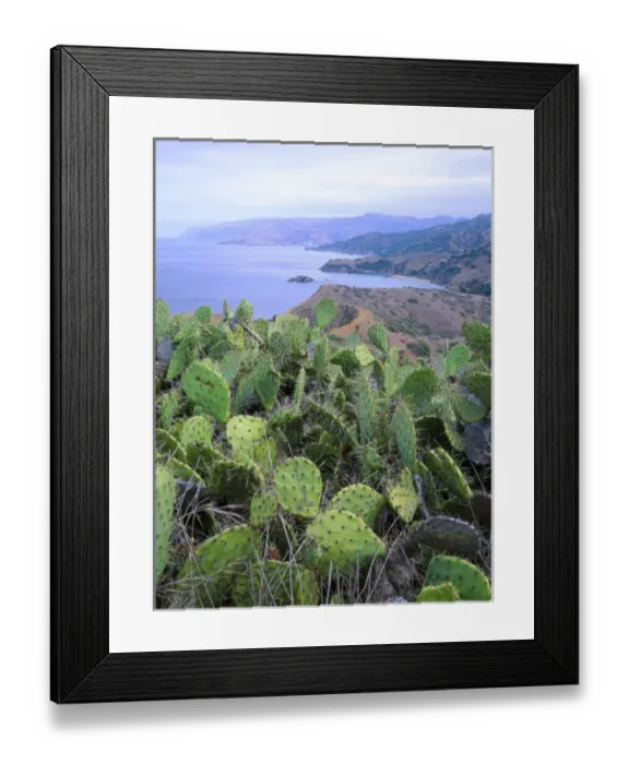 Framed Print : Santa Catalina Island, California. USA. Prickly pear cactus (Opuntia spp. ) on ridge Framed Print : Santa Catalina Island, California. USA. Prickly pear cactus (Opuntia spp. ) on ridge