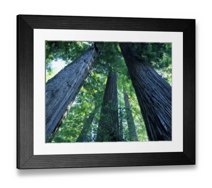 Framed Print : Montgomery Woods State Reserve, California. USA. Ancient redwoods (Sequoia sempervirons)
