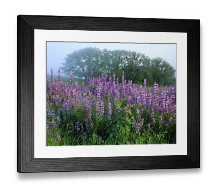 Framed Print : Redwood National Park, California. USA. Fog blows through Oregon white oaks (Quercus