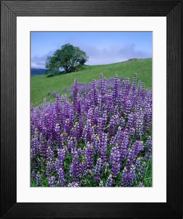 Framed Print : Redwood National Park, California. USA. River lupine (Lupinus rivularis) & Oregon white oak tree