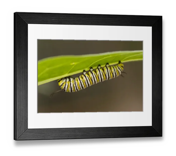 Framed Print : USA, CA, Pismo Beach. Monarch Butterfly (Danaus plexippus) larval stage Framed Print : USA, CA, Pismo Beach. Monarch Butterfly (Danaus plexippus) larval stage