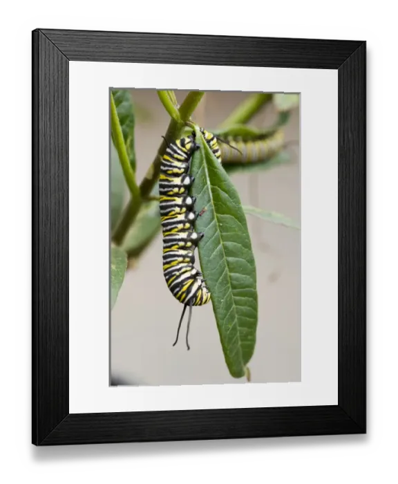 Framed Print : USA, CA, Pismo Beach. Monarch Butterfly (Danaus plexippus) larval stage Framed Print : USA, CA, Pismo Beach. Monarch Butterfly (Danaus plexippus) larval stage