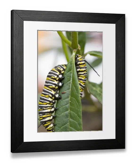 Framed Print : USA, CA, Pismo Beach. Monarch Butterfly (Danaus plexippus) larval stage Framed Print : USA, CA, Pismo Beach. Monarch Butterfly (Danaus plexippus) larval stage