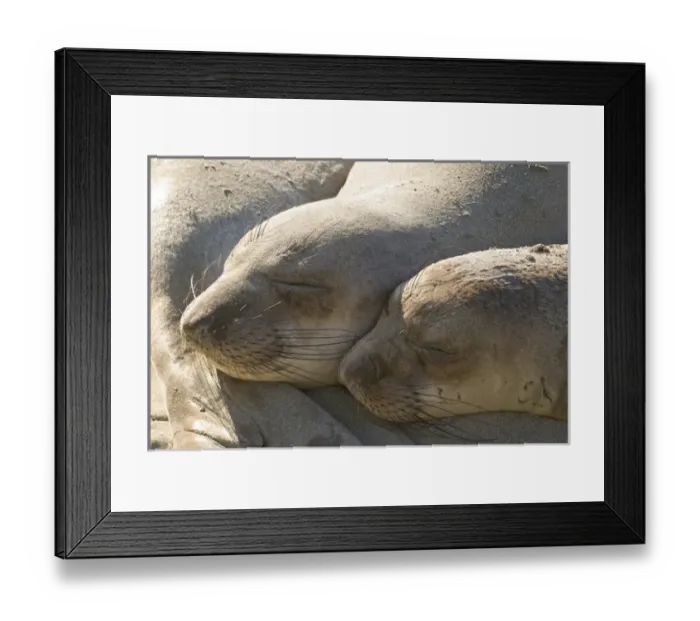 Framed Print : North America, USA, CA, Piedras Blancas. Juvenile elephant seals (Mirounga angustirostris) Framed Print : North America, USA, CA, Piedras Blancas. Juvenile elephant seals (Mirounga angustirostris)