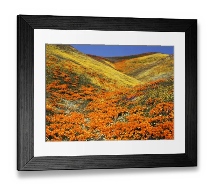 Framed Print : USA, Southern California, View of California golden poppy at Tehachapi mountains