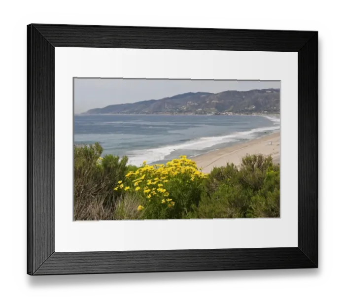 Framed Print : USA, CA, Malibu, Point Dume State Park. Coreopsis gigantea Framed Print : USA, CA, Malibu, Point Dume State Park. Coreopsis gigantea