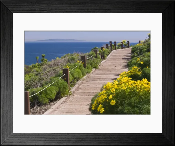 Framed Print : USA, CA, Malibu, Point Dume State Beach. Coreopsis gigantea. Popular walking trails Framed Print : USA, CA, Malibu, Point Dume State Beach. Coreopsis gigantea. Popular walking trails