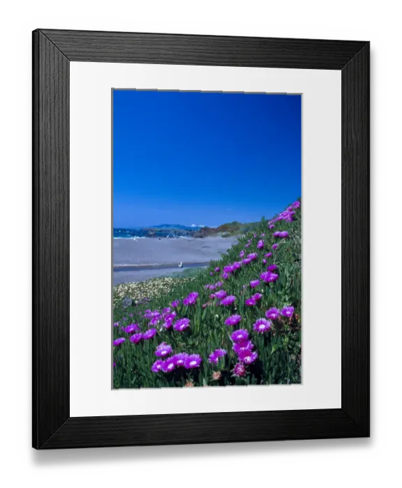 Framed Print : NA, USA, CA, Ice Plant on California coastline Spring Framed Print : NA, USA, CA, Ice Plant on California coastline Spring