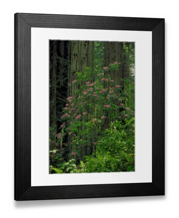 Framed Print : NA, USA, CA, Redwoods NP, Spring Redwood Trees and Rhodies in bloom Framed Print : NA, USA, CA, Redwoods NP, Spring Redwood Trees and Rhodies in bloom
