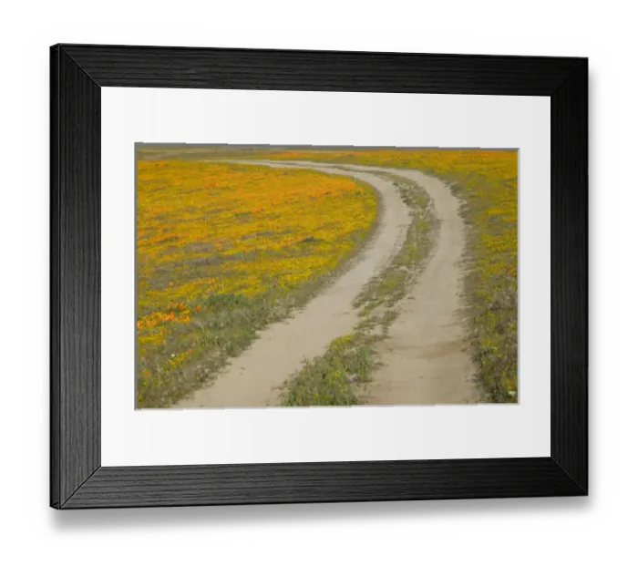 Framed Print : NA, USA, CA, Antelope Valley. Road through CA Poppies Framed Print : NA, USA, CA, Antelope Valley. Road through CA Poppies