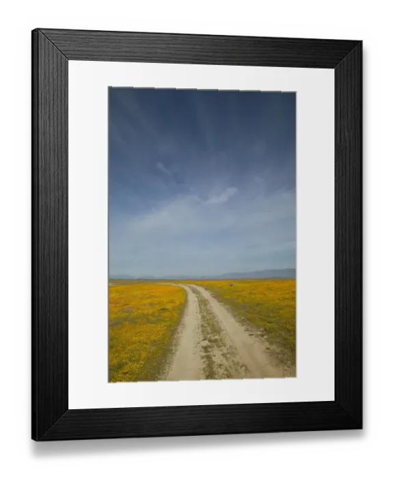 Framed Print : NA, USA, CA, Lancaster, Antelope Valley, CA Poppies Framed Print : NA, USA, CA, Lancaster, Antelope Valley, CA Poppies
