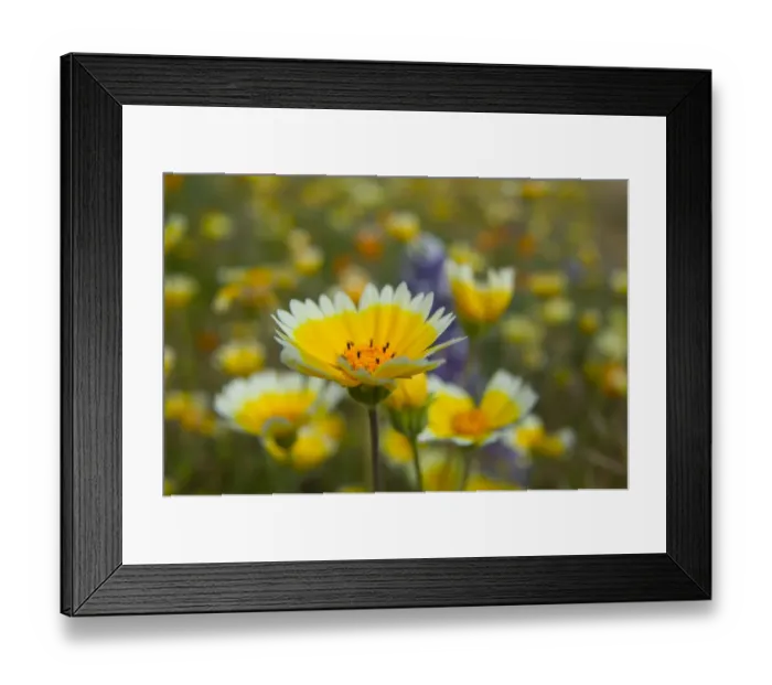 Framed Print : NA, USA, CA, Shell Creek, Tiddy Tips and Lupine Framed Print : NA, USA, CA, Shell Creek, Tiddy Tips and Lupine