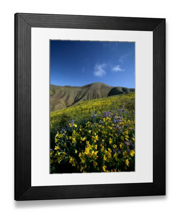 Framed Print : NA, USA, CA, Kern Co, Temblor Range, Wildflowers on hillside Framed Print : NA, USA, CA, Kern Co, Temblor Range, Wildflowers on hillside