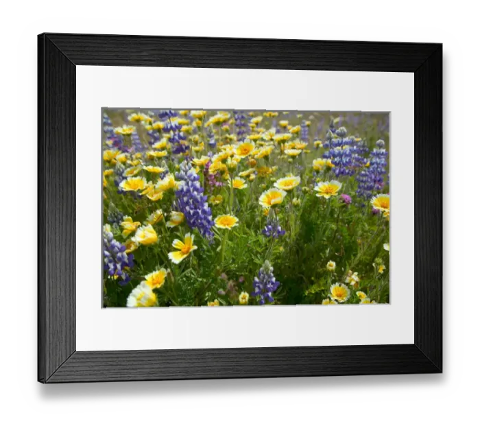 Framed Print : NA, USA, CA, Shell Creek, Tiddy Tips and Lupine Framed Print : NA, USA, CA, Shell Creek, Tiddy Tips and Lupine
