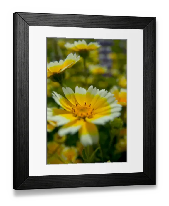 Framed Print : NA, USA, CA, Shell Creek, Tiddy Tips Framed Print : NA, USA, CA, Shell Creek, Tiddy Tips