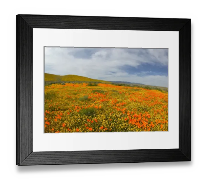 Framed Print : NA, USA, CA, Lancaster, Antelope Valley, CA Poppies