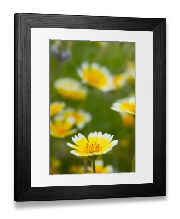 Framed Print : NA, USA, CA, Shell Creek, Tiddy Tips Framed Print : NA, USA, CA, Shell Creek, Tiddy Tips