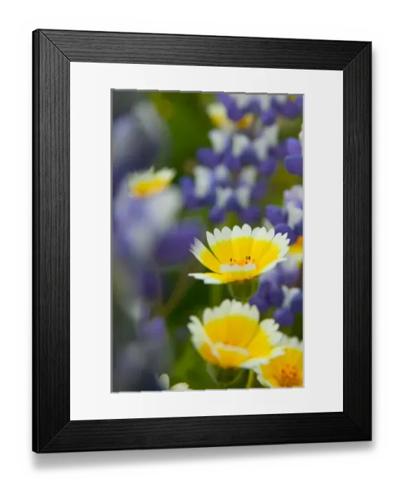 Framed Print : NA, USA, CA, Shell Creek, Tiddy Tips and Lupine