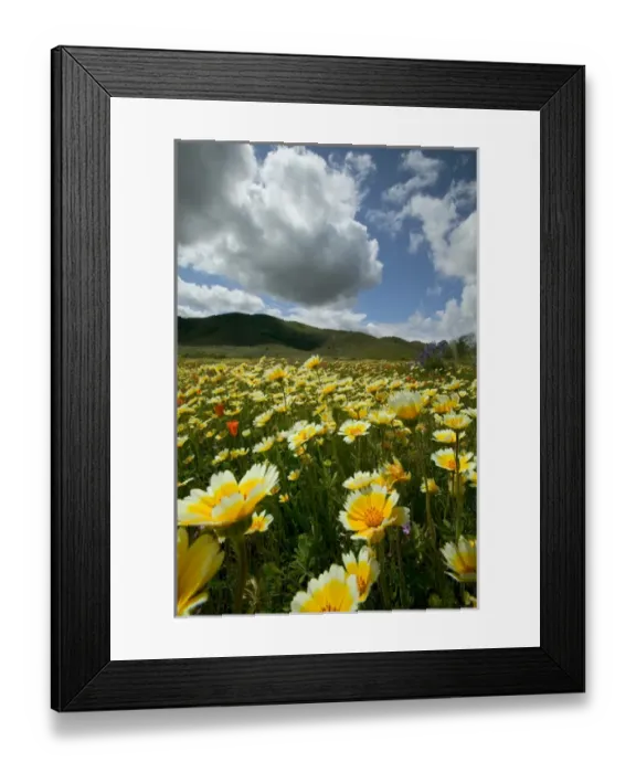 Framed Print : NA, USA, California; Carrizo Plain. Wild flowers Framed Print : NA, USA, California; Carrizo Plain. Wild flowers