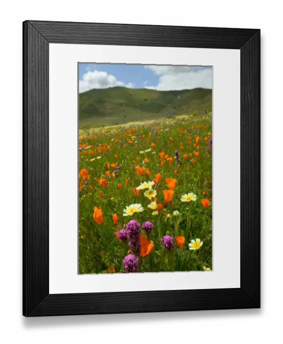 Framed Print : NA, USA, CA, San Luis Obispo Co, Lone Oak and Spring Wildflowers Framed Print : NA, USA, CA, San Luis Obispo Co, Lone Oak and Spring Wildflowers